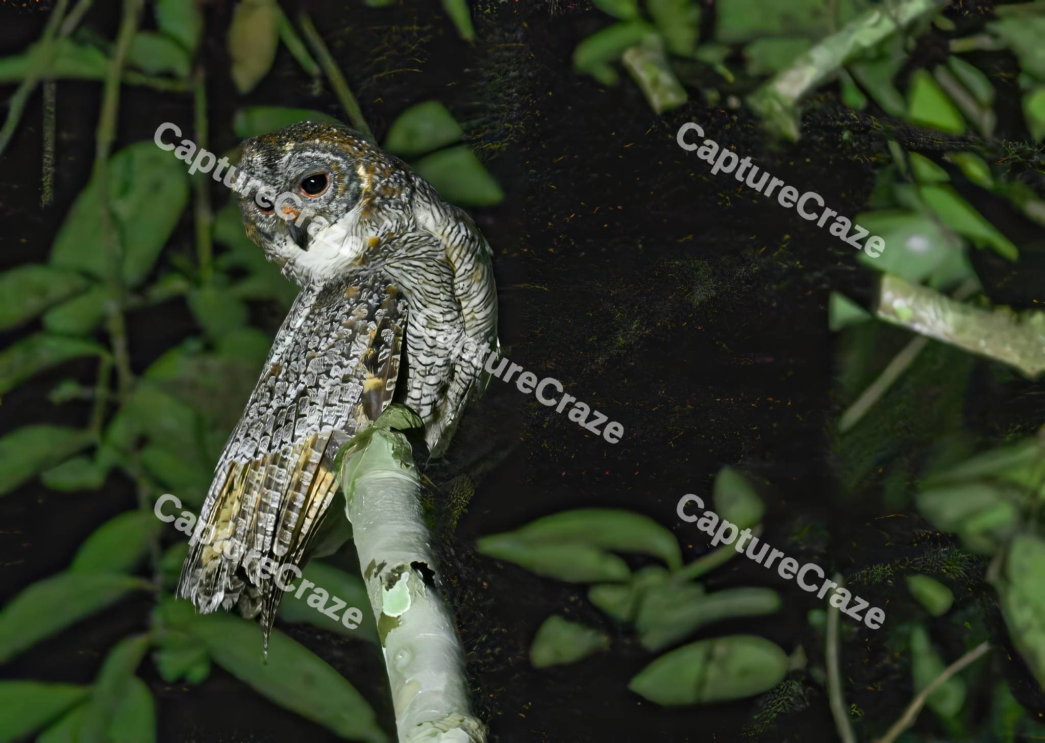 Wood Owl